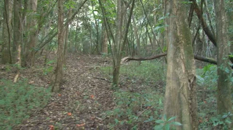 Walking Uphill in Mountain Forest Stock Footage 1240045