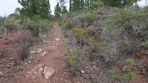 Walking upwards by a path in a pine trees forest. First person view. Stock Footage 130877111