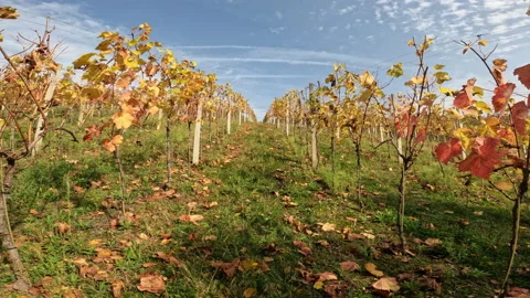 Walking Upwards Through The Vineyard Hill Video stock 222079222