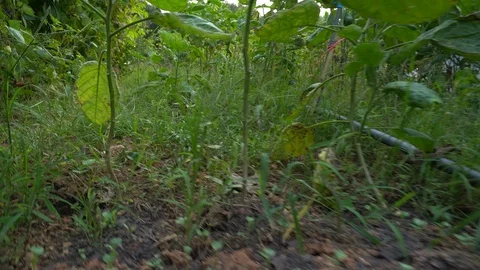 Walking in the vegetable garden. Stock Footage 124160801
