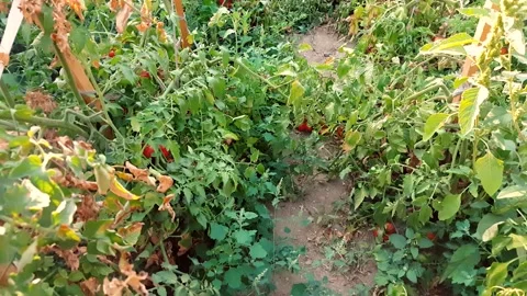 Walking in the vegetable garden full of organic tomatoes Stock Footage 137743339