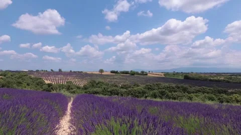 Walking with a video camera through the fields with flowering lavender. Provence Stock Footage 94812130