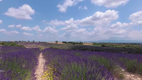 Walking with a video camera through the fields with flowering lavender. Provence Stock Footage 94812153