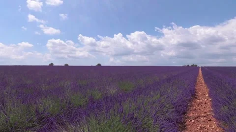 Walking with a video camera through the fields with flowering lavender. Provence Stock Footage 94996714