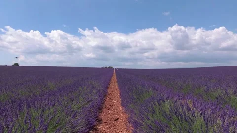 Walking with a video camera through the fields with flowering lavender. Provence Stock Footage 94996735