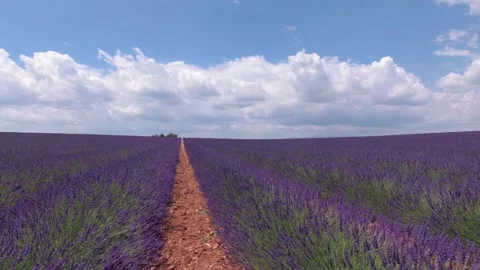 Walking with a video camera through the fields with flowering lavender. Provence Stock Footage 94996738