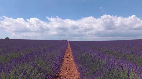 Walking with a video camera through the fields with flowering lavender. Provence Stock Footage 94996740