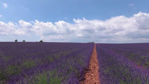 Walking with a video camera through the fields with flowering lavender. Provence Stock Footage 94996743