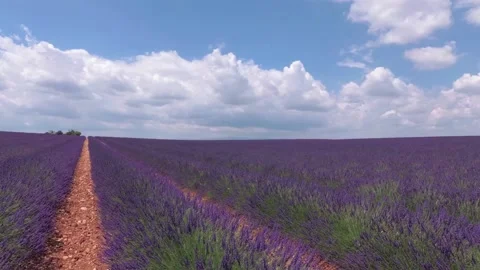 Walking with a video camera through the fields with flowering lavender. Provence Stock Footage 94997027