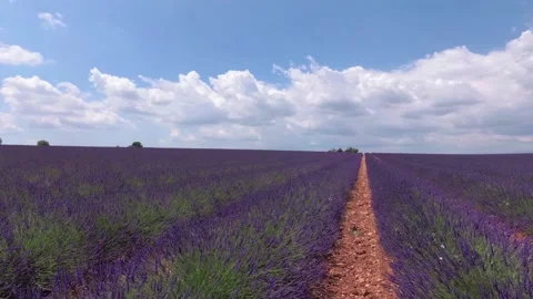 Walking with a video camera through the fields with flowering lavender. Provence Stock Footage 94997078
