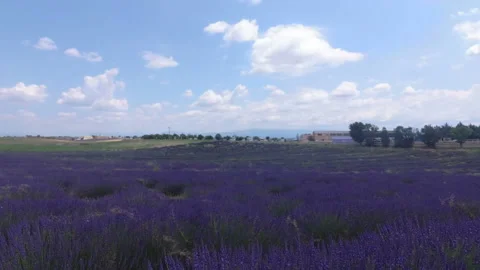Walking with a video camera through the fields with flowering lavender. Provence Stock Footage 119268023