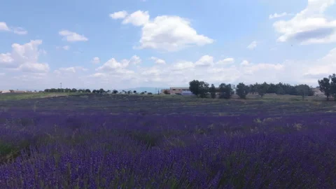 Walking with a video camera through the fields with flowering lavender. Stock Footage 119303437
