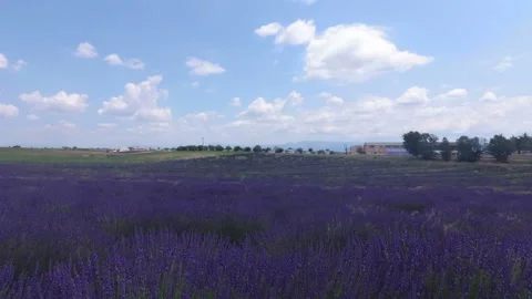 Walking with a video camera through the fields with flowering lavender. Stock Footage 119303439