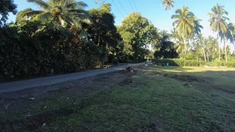 Walking view of a decent size piece of perfected mowed weeded looking grass land Stock-Footage 237620660