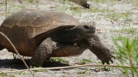 Walking View of Gopher Tortoise Moving on Sandy Ground Video stock 347517319
