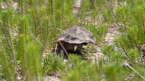 Walking View of Gopher Tortoise Moving on Sandy Ground Video stock 347517341