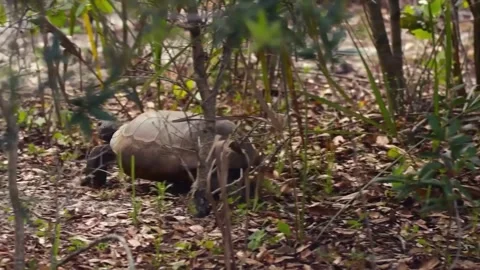 Walking View of Gopher Tortoise Moving on Sandy Ground Video stock 347517343