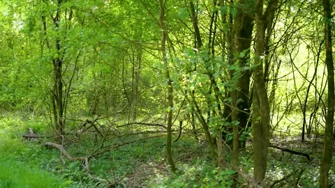 Walking view of green trees in the forest 스톡 동영상 132345605