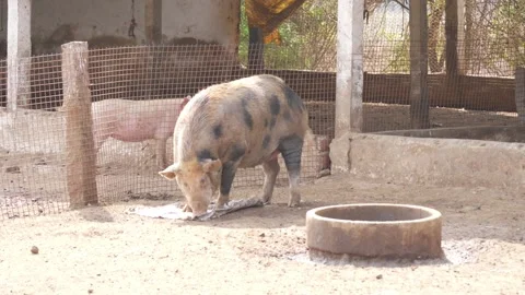 Walking view of a pig , Close shot of pig walking Stock Footage 147676103