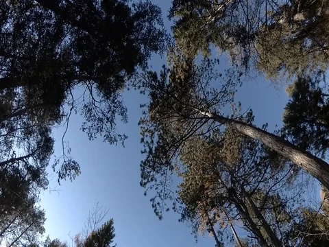 Walking View of Pine Trees On Sky Blue Background, Trentino, Italy, Flat Color Stock Footage 83598879