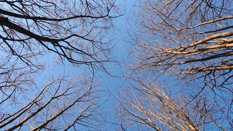 Walking view under branch trees in winter Stock-Footage 297764825