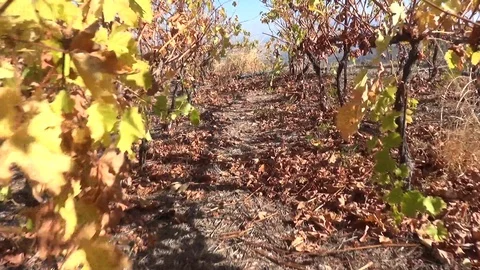 Walking in a vineyard during the summer - with audio Stockbeeldmateriaal 127545895