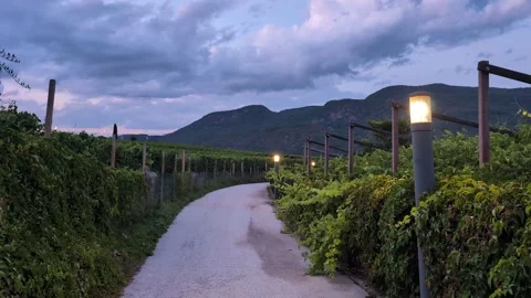 Walking in the vineyard at night, romantic cozy walk Stock Footage 320941818