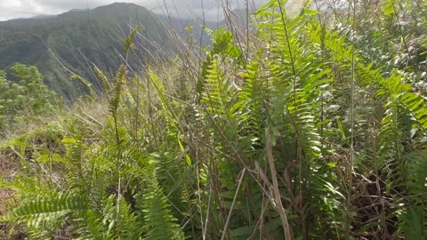 Walking the waihe'e ridge trail path high up in the mountains of west Maui	 Stock Footage 158072986