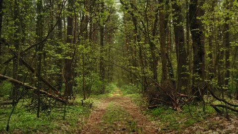 Walking Walk along the path deep into the green deciduous forest on a spring day Stock Footage 171604644