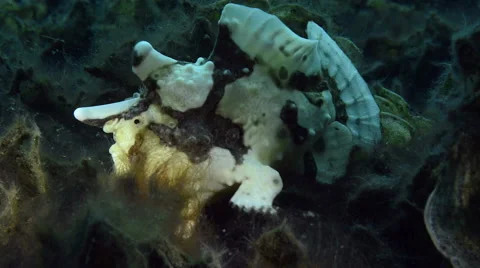 Walking Warty Clown Frogfish Stock Footage 58890057