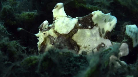 Walking Warty Clown Frogfish Stock Footage 58890583