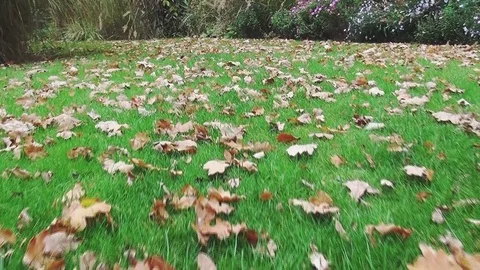 Walking to the water in the garden. Stock Footage 97376929