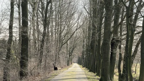 Walking way with tree colonnade. Beautiful path leading alley Stock Footage 89615841