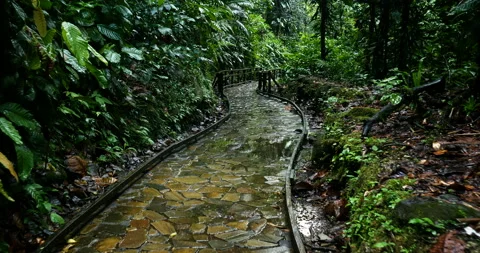 Walking in a wet forest on a stone path with water reflection, scenic natural Stock Footage 103284884