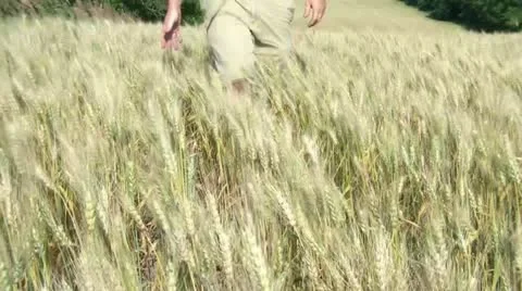 Walking in Wheat Field 動画素材 12615994