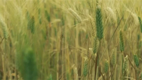 Walking on a wheat field Stock Footage 76413498