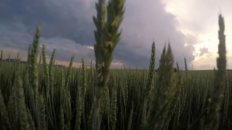 Walking at wheat field low angle view Stock Footage 77393639