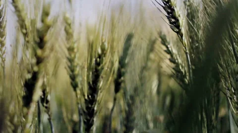 Walking in the wheat field. Narrow Depth of Field 库存影片 36245773