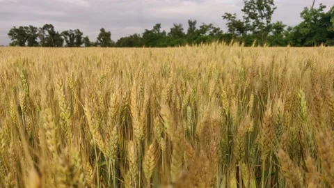 Walking in a wheat field in summer 動画素材 133182519