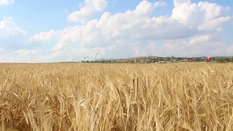 Walking in wheat fields HD 1080 Stock Footage 111633814