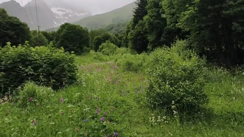 Walking while enjoying the flowers in the mountains Stock Footage 316942000
