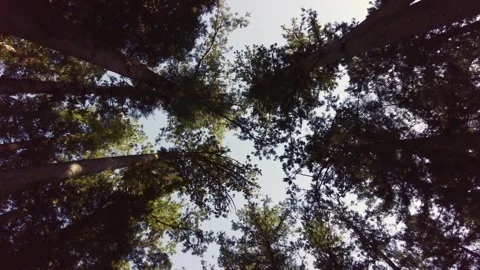 Walking While Looking Up at Cedar Trees in Mori, Shizuoka, Japan Stock Footage 334370278