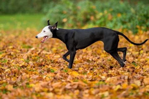 Walking whippet Stock Photos
