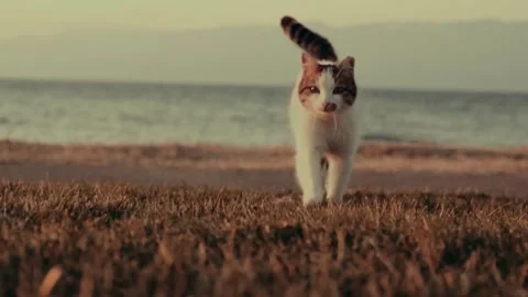 Walking white cat Stock Footage 263671223