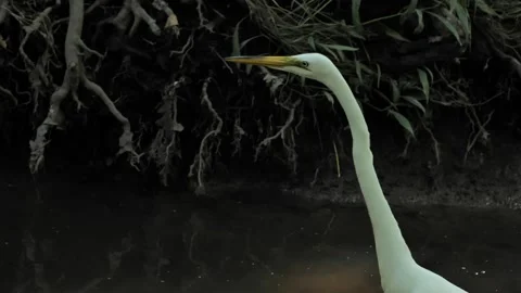 A walking white egret Stock Footage 340152139