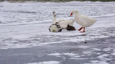 Walking white goose Stock Footage 10753350