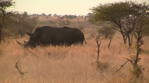 Walking White Rhino Stock Footage 8568695