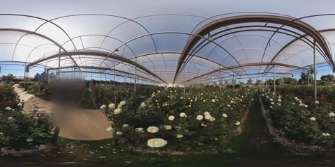 Walking at white roses field VR 360 Stock Footage 281177231