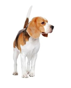 Walking in a white studio beagle looking to the side Stock Photos