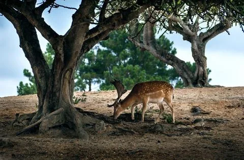 Walking a wild deer, in its natural environment, forest. Foto stock